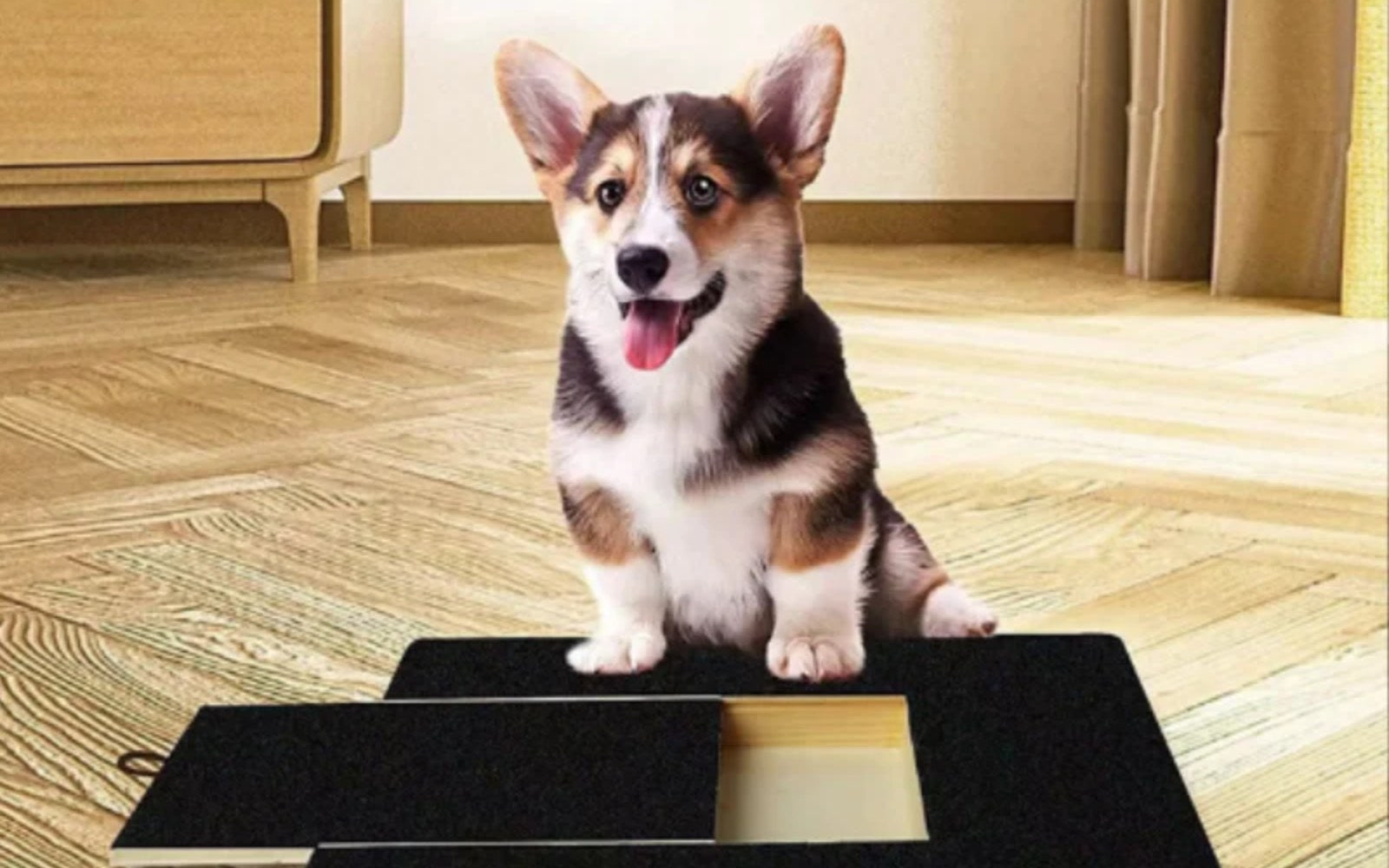 A happy corgi using the Tails Thrive scratch board at home